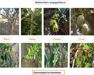 Molecular marker studies on Balanites aegyptiaca and allied species for species delimitation, identification, and authentication