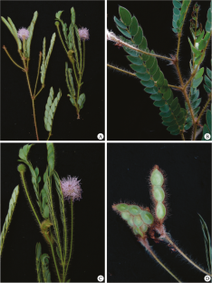 Three New Species of Mimosa L. (Leguminosae) from the Brazilian Cerrado Hotspot of Biodiversity