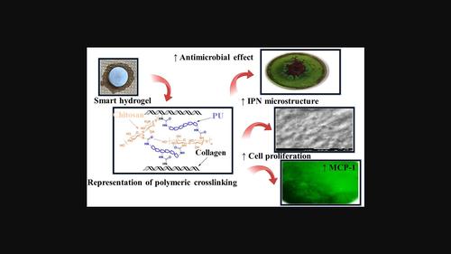 Biocompatible hydrogels comprised of collagen, chitosan and polyurethane with potential applications for wound healing and controlled drug release