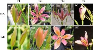 The Comparison of Temporal Transcriptome Changes Between Morning-Opening and Afternoon-Opening Iris Flowers Reveals the Candidate Genes Regulating Flower Opening and Closing