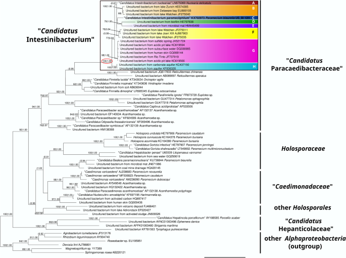 "Candidatus Intestinibacterium parameciiphilum"-member of the "Candidatus Paracaedibacteraceae" family (Alphaproteobacteria, Holosporales) inhabiting the ciliated protist Paramecium.