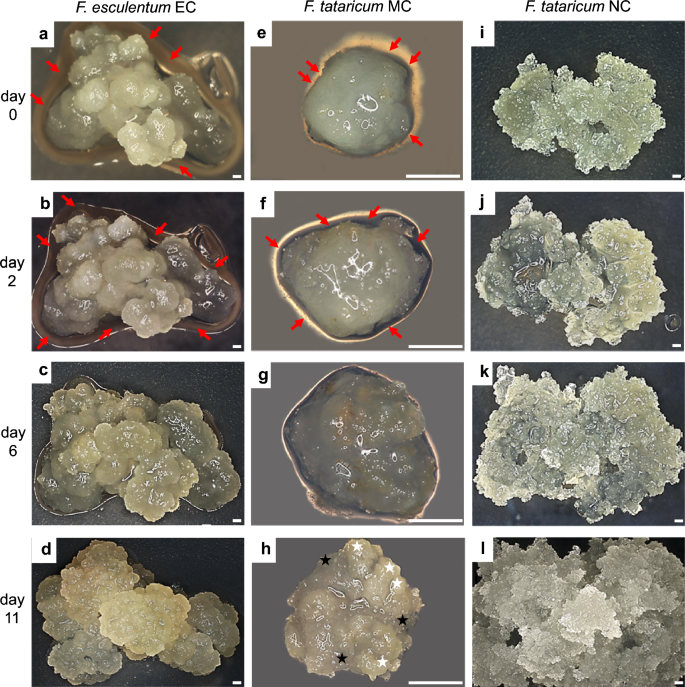 Global epigenetic analysis revealed dynamic fluctuations in levels of DNA methylation and histone modifications in the calli of Fagopyrum with different capacity for morphogenesis