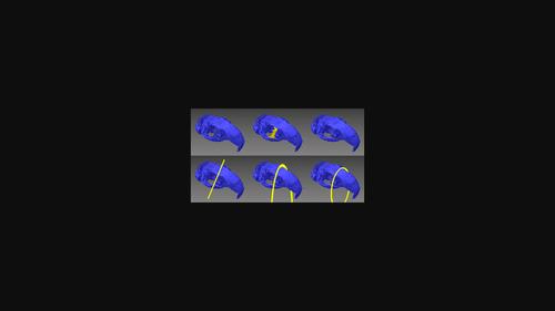 Shape analysis of the preorbital bar in caviomorph rodents