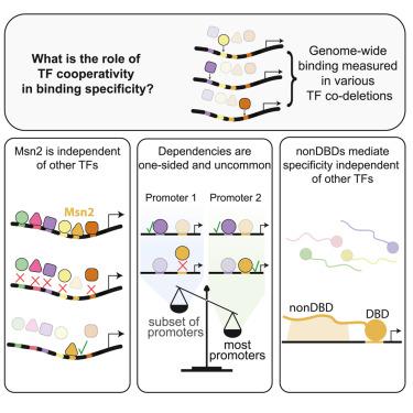 The architecture of binding cooperativity between densely bound transcription factors.