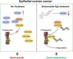 Ginsenoside 20(S)-Rg3 reduces KIF20A expression and promotes CDC25A proteasomal degradation in epithelial ovarian cancer