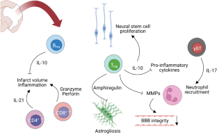 Sex differences in the inflammatory response to stroke.