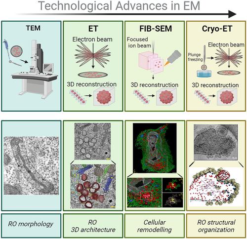 Electron microscopy: The key to resolve RNA viruses replication organelles.