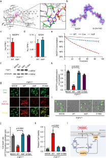 FSP1 oxidizes NADPH to suppress ferroptosis