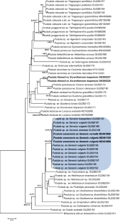 Two new species of Pustula (Albuginales, Oomycota) from northern Iran