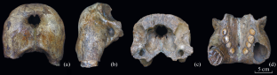 Pleistocene Walrus Odobenus rosmarus (L., 1758) Discovered in Northern European Russia (Pechora River)