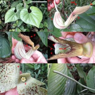 Aristolochia franzii (Aristolochiaceae, Piperales), a new species discovered from French Guiana and Brazil (Amazonas) by geometric morphometry