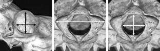 Allometric brain reduction in an insular, dwarfed population of black-tailed deer