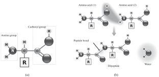 Genetic Algorithm for Guide Tree Optimization