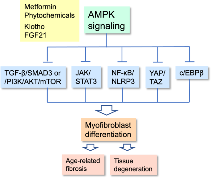 AMPK signaling inhibits the differentiation of myofibroblasts: impact on age-related tissue fibrosis and degeneration.