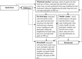 Quail Rearing Practices and Potential for Avian Influenza Virus Transmission, Bangladesh.