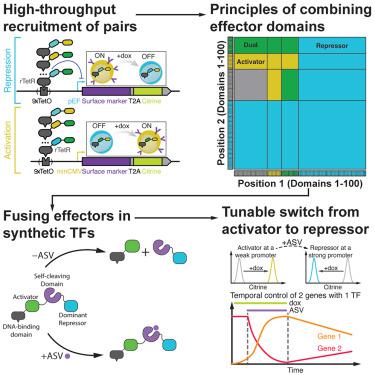 High-throughput functional characterization of combinations of transcriptional activators and repressors.