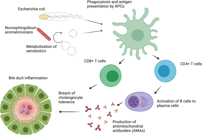 The intestinal and biliary microbiome in autoimmune liver disease—current evidence and concepts