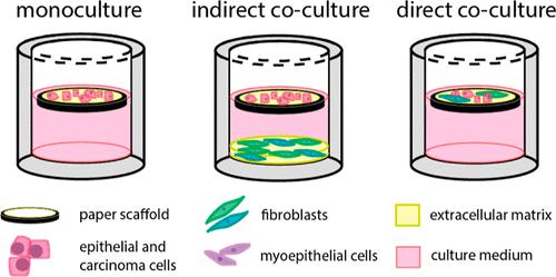 Paper-Based Coculture Platform to Evaluate the Effects of Fibroblasts on Estrogen Signaling in ER+ Breast Cancers