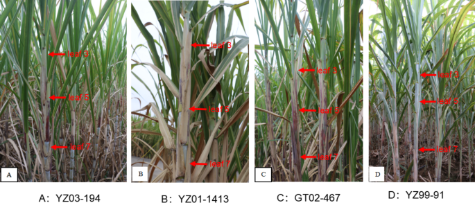 Influence of the Cellular Ultrastructure and Enzyme Activity of the Leaf Sheath on Spontaneous Defoliation in Sugarcane