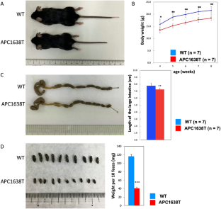 Altered microbiota caused by disordered gut motility leads to an overactivation of intestinal immune system in APC1638T mice.