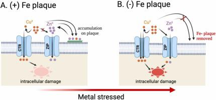 Zn ions and Fe plaque jointly alleviate Cu toxicity in Sargassum patens C. Agardh