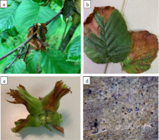 First detection of Cryptosporiopsis tarraconensis on hazelnut in Türkiye and control potency of some antifungal agents