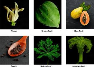 Antioxidant activity and simultaneous estimation of four polyphenolics in different parts of Carica papaya L. by a validated high-performance thin-layer chromatography method