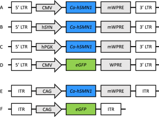 Enhanced expression of the human Survival motor neuron 1 gene from a codon-optimised cDNA transgene in vitro and in vivo