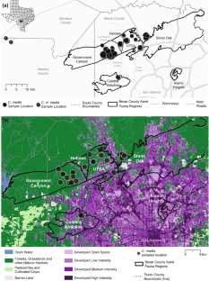 Evaluating possible anthropogenic impacts on gene flow and loss of genetic diversity in endangered Madla Cave Meshweaver spiders (Hahniidae, Cicurina madla)