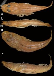 Type status and taxonomic accounts for Ambiserrula jugosa (McCulloch 1914) and Inegocia harrisii (McCulloch 1914) (Scorpaeniformes: Platycephalidae)