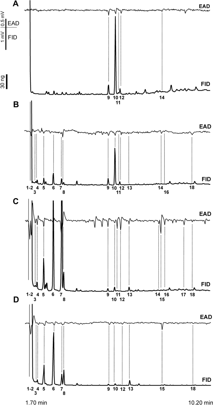 Changes to volatile profiles of arborvitae, Thuja occidentalis, from drought and insect infestation: olfactory cues for the cypress bark beetle, Phloeosinus aubei