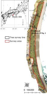 Assessing the impact of storm surge flooding on coastal pine forests using a vegetation index