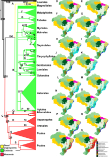 Holomorphology, Space, and Time to Shed Light on the Evolution and Distributional Pattern of the Endemic Flowering Plants of Brazil