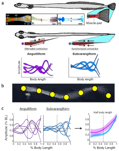 First insight into the swimming behavior of the paedomorphic fish Schindleria sp. (Gobiidae)