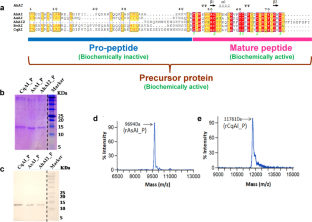 Domain Shuffling and Site-Saturation Mutagenesis for the Enhanced Inhibitory Potential of Amaranthaceae α-Amylase Inhibitors