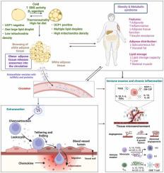 Exosomal noncoding RNA-mediated spatiotemporal regulation of lipid metabolism: Implications in immune evasion and chronic inflammation