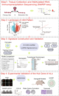 N6-methyladenosine modified lncRNAs signature for stratification of biochemical recurrence in prostate cancer.