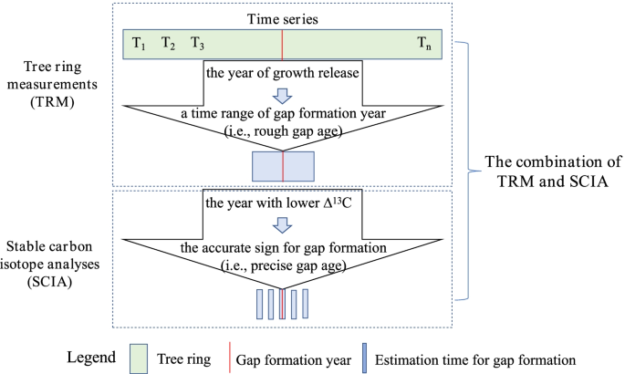 Estimating gap age using tree-ring width in combination with carbon isotope discrimination in a temperate forest, Northeast China