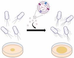 Comparative analysis of outer membrane vesicles from uropathogenic Escherichia coli reveal the role of aromatic amino acids synthesis proteins in motility