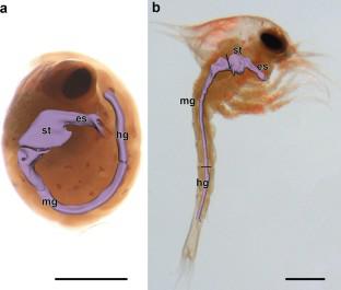 Morphology and ultrastructure of digestive system in pre-zoea and zoea I larvae of red king crab, Paralithodes camtschaticus (Tilesius, 1815).