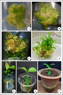 Micropropagation system and their genetic fidelity evaluation from regenerated plants by ISSR and DAMD markers of Tabernaemontana alternifolia L., an endangered medicinal woody species