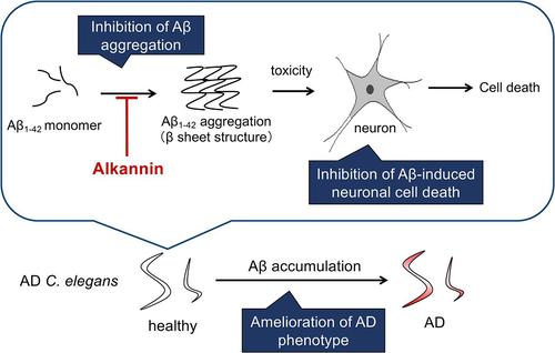 Alkannin Attenuates Amyloid <i>β</i> Aggregation and Alzheimer's Disease Pathology.