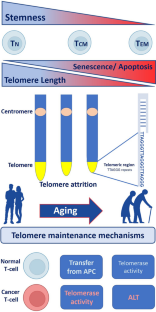 T-cell lymphocytes' aging clock: telomeres, telomerase and aging.