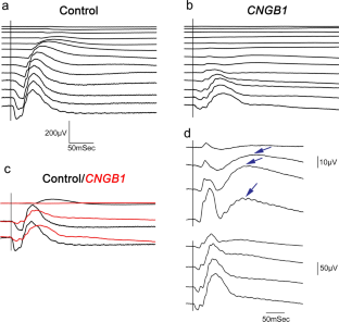 Residual rod function in CNGB1 mutant dogs.