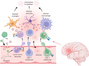 Neuropathogenesis of HIV-1: insights from across the spectrum of acute through long-term treated infection.