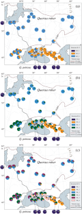 Genetic Diversity and History of Pedunculate Oak Quercus robur L. in the East of the Range