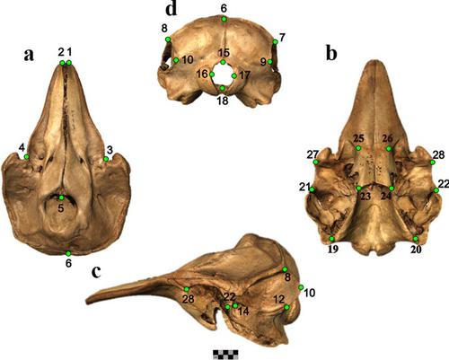 Ecomorphology of toothed whales (Cetacea, Odontoceti) as revealed by 3D skull geometry