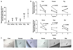 Comparative Analysis of microRNAs that Stratify in vitro Mammary stem and Progenitor Activity Reveals Functionality of Human miR-92b-3p.