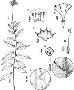 Taxonomic novelties in Varronia (Cordiaceae): Rediscovery of V. neowediana and lectotypification of V. macrocephala