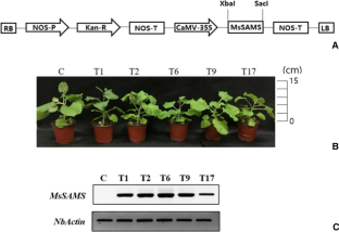 Overexpression of S-adenosylmethionine synthetase gene enhances polyamine content and antioxidant activity in transgenic plants